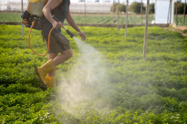 Best Ant Control Services  in Maurice, LA