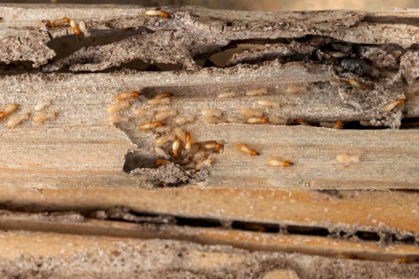 Best Bed Bug Extermination  in Maurice, LA