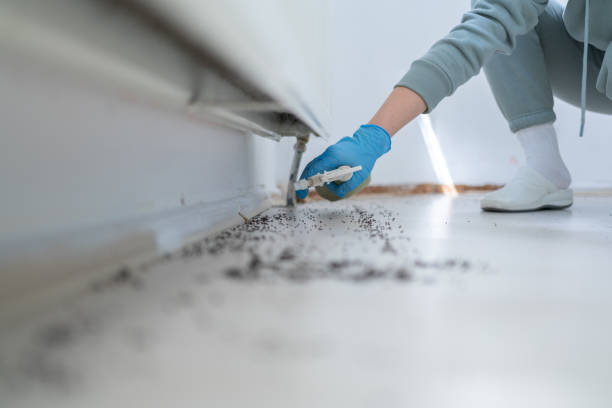 Best Local Pest Control Services  in Maurice, LA